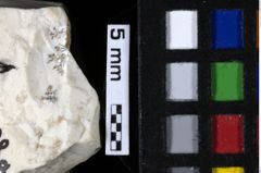 Foto (Detailansicht) von Decapoda indet. (lobster) (NHMW-GEO-1990-0041-0208a)